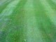Click here for Grasscutting page